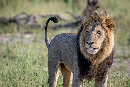 大雄狮站在草地上荒野野生动物大猫领导者生物捕食者哺乳动物猫科男性食肉图片