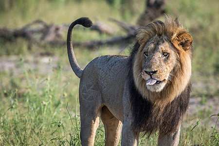 大雄狮站在草地上丛林男性猫科濒危狮子大猫大草原豹属食肉捕食者图片