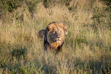大雄狮在高草地上行走生物领导者哺乳动物大草原大猫力量危险国王丛林食肉图片