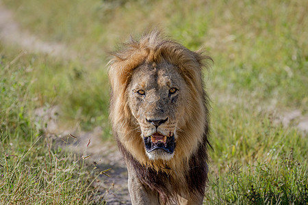 大雄狮向着摄像机走来大草原荒野生物环境动物哺乳动物食肉猫科危险捕食者图片
