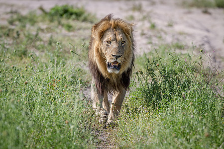 大雄狮向着摄像机走来濒危食肉捕食者大草原男性领导者狮子国王哺乳动物豹属图片