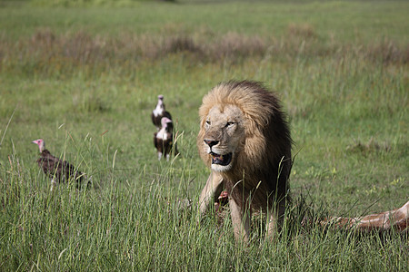 危险的非洲大草原哺乳动物 肯尼亚力量狮子荒野国家猫科动物头发食肉公园马赛宠物图片