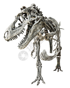 暴龙雷克斯骨架 在孤立的背景上古生物学怪物数字捕食者颅骨动物爬虫恐龙玩具侏罗纪图片