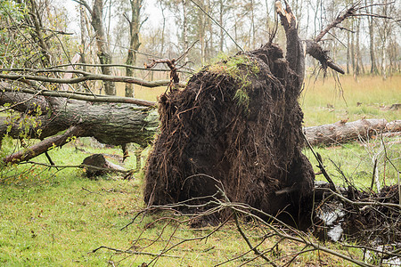 暴风雨过后断了树环境情况大根天气公园树干木头绿树财产森林图片