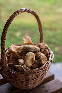 篮子中不同的蘑菇木头饮食橙子乡村营养桌子荒野植物菌类常委图片