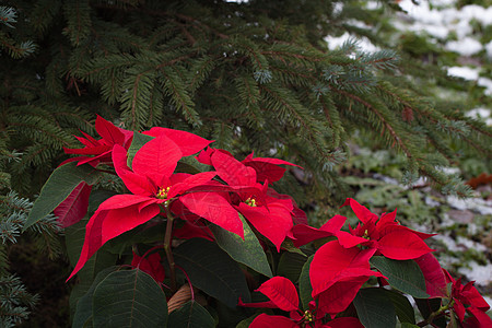 萨提亚波因内提亚花朵 雪地的圣诞树背景星星装饰植物群植物礼物假期风格传统叶子花盆背景