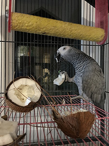 非洲灰鹦鹉食品动物灰色水果食物椰子乐趣荒野宠物鹦鹉图片