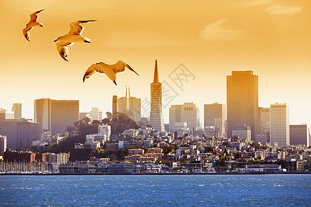 旧金山历史监狱海鸥游客天空地标旅行航海飞行港口图片