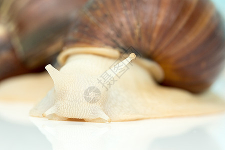 巨型蜗牛阿恰蒂纳是地球上最大的软体动物生活鼻涕虫花园皮肤速度运动粘液宏观土地房子图片