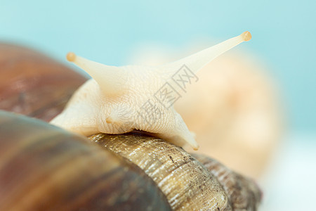 巨型蜗牛阿恰蒂纳是地球上最大的软体动物玻璃速度螺旋贝类房子宠物粘液漩涡手指土地图片