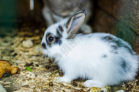 黑白的白兔艺术惊喜耳朵野兔生物毛皮婴儿丝带黑与白动物图片
