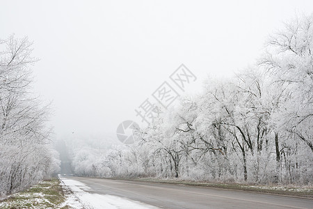 冬季道路 有树木 充满雾中的冰霜和雪假期水晶雪花冒险天气公园季节森林旅行场景图片