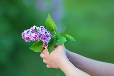 女人手中的丁香花 丁香开花 丁香布什绽放 花园里的丁香花 软焦点木头婚礼娘娘腔边界女性花束花瓣女士园艺香水图片