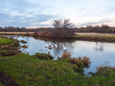 环湖河水集体喂养群羊群地表水土地蓝色团体情绪反思甘德荒野湿地天鹅沼泽图片