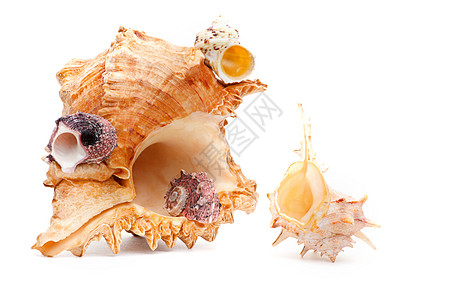 海壳室质量生物学旅游动物螃蟹热带纪念品生物生活潜水海螺图片