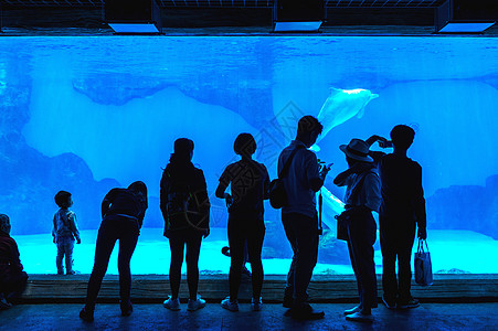 中国珠海的海洋王国公园海洋游客假期水槽蓝色危险旅游冒险孩子水池图片