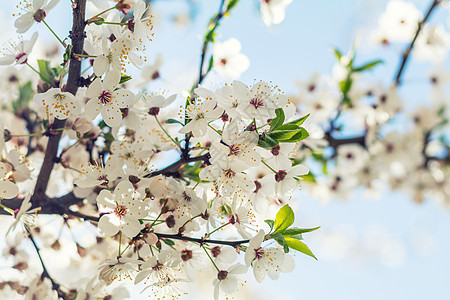 白樱花的春初背景艺术 美丽的气色太阳植物学天空自然阳光风景边界天气植物生长背景图片