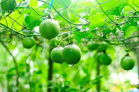 果树果汁农业营养热带生长花园植物饮食收成农场图片
