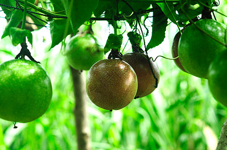 果树营养农业叶子农场食物饮食生长收成果汁植物图片