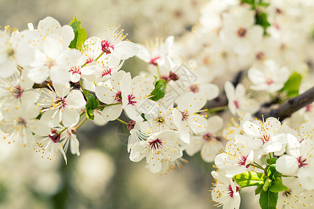白樱花的春初背景艺术 美丽的气色杏仁植物园艺假期风景花朵植物学天气背光季节背景图片