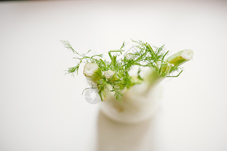 芬内尔Fennel的死活照片沙拉厨房味道茴香芳香营养生活香料饮食蔬菜图片