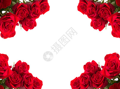 红玫瑰作为白色背景的框框图片