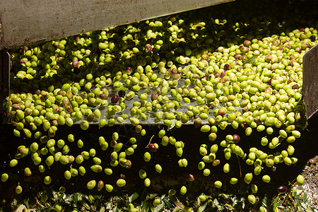 在一个橄榄油机中特写橄榄收成绿色焦点机械商业食物农业处女选择性金属图片