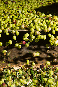 在一个橄榄油机中特写橄榄收成生产选择性焦点商业健康黑色铣削绿色机器图片