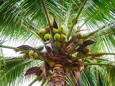 美丽的椰子树图片