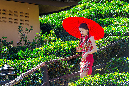 带着伞女孩身着传统中国服装和绿茶田红伞的亚裔妇女牙齿叶子爬坡道收获女士文化采摘女性工人场地背景