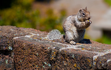 松鼠在岩石篱笆上吃坚果图片