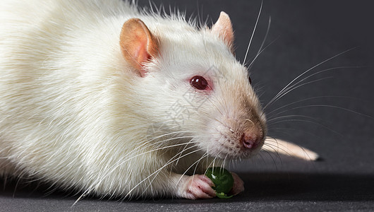 食用白老鼠动物头发实验眼睛测试鼻子实验室哺乳动物毛皮宠物药品图片