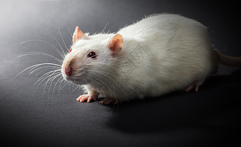 动物白老鼠近身尾巴工作室生物学头发哺乳动物科学科学家鼻子测试实验室图片