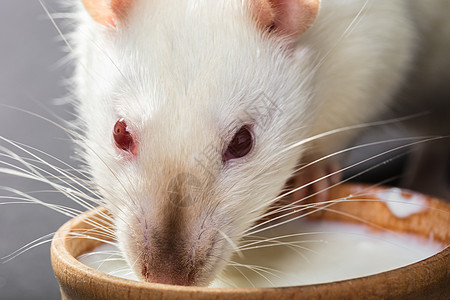 食用白老鼠动物尾巴哺乳动物鼻子宠物食物药品工作室毛皮科学家科学图片