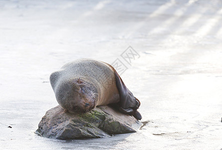 海狮在冰上吃东西海滩哺乳动物海豹巡航海洋牙齿海湾蓝色哭泣女性图片