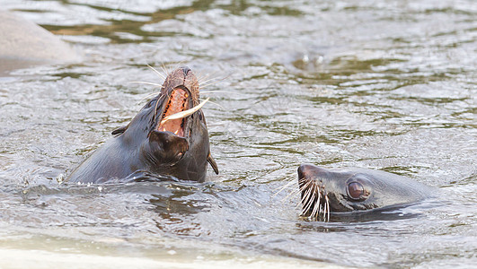 海狮吃鱼死亡食物狮子海洋动物海岸乐趣俘虏海湾毛皮图片