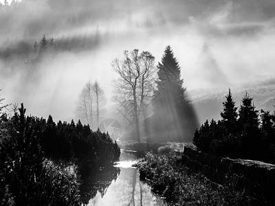 在大自然中 太阳光照亮了 与树影相伴的薄雾阴影木头太阳射线溪流公园灰阶叶子云杉魔法图片