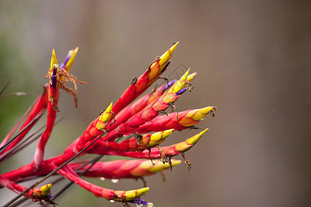 布罗米莉亚蒂兰迪西亚花朵盛开 在一棵树的边上附生花卉装置保护区红花沼泽空气热带植物图片