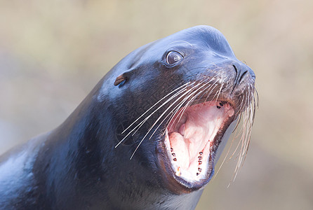 海狮闭合生存海湾狮子动物脊椎动物食肉俘虏死亡海洋荒野图片