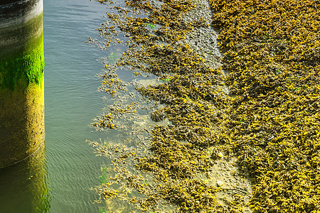 绿色海藻沿海的海藻和藻类背景