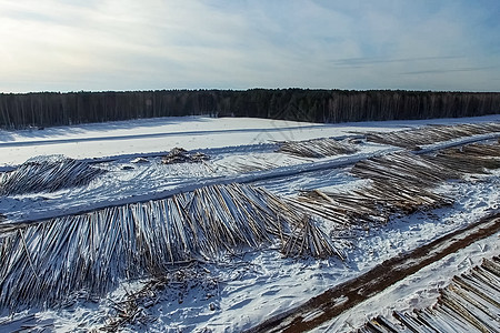 被砍伐的树木躺在开阔的天空下 俄罗斯的森林砍伐 西伯利亚森林的破坏 木材采伐环境销售收获生态记录库存资源建筑收成木工图片