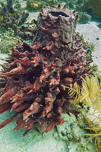 巨桶海绵探索异国风景环境天堂情调冒险浮潜海洋珊瑚礁图片