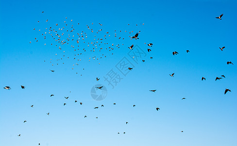 鸟群在天空中飞翔翅膀航班宠物飞行移民粒子点燃鸟类摄影迁移图片
