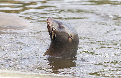 海狮在冷水中游泳脊椎动物食物狮子毛皮食肉死亡俘虏海豹海滩脚蹼图片