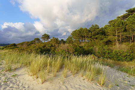 葡萄牙北部海岸的桑迪沙丘Sandy dunes海滩晴天树木天空全景支撑国家森林风景环境图片