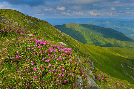 高山花夏季山丘的粉红罗多登峰观赏植物群季节地方高地天空旅行山脉阴影小径背景