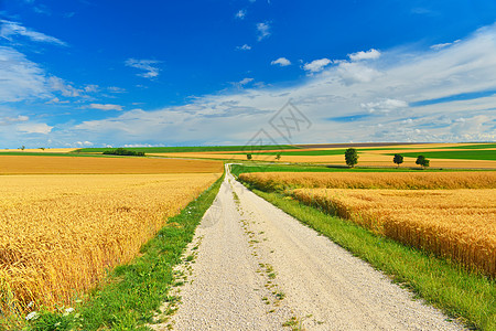 麦田风景穿越小麦田的一条乡村公路种粮农业小路收成场地阳光照射农场土地麦田农村背景