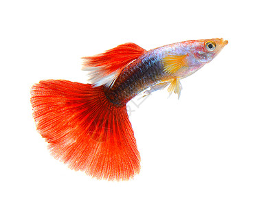 在白色背景上孤立的鱼宏观红色宠物蓝色动物尾巴绿色橙子金子热带图片