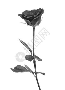 独特黑玫瑰黑玫瑰在白色背景上艺术花朵宏观黑色礼物浪漫草图背景