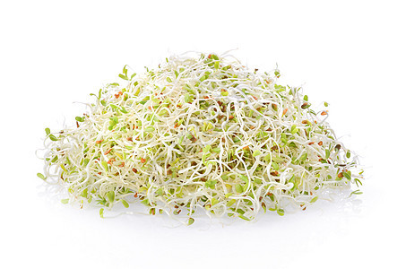 白色背景上的 Alfalfa 喷雾绿色叶子沙拉发芽饮食豆芽生长种子蔬菜食物图片
